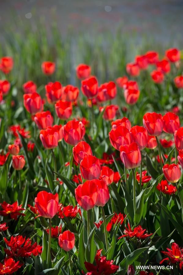 Tulip blossom at the Beijing International Flower Port in Beijing, capital of China, April 29, 2013. A tulip cultural gala was held here, presenting over 4 million tulips from more than 100 species. (Xinhua/Luo Xiaoguang) 