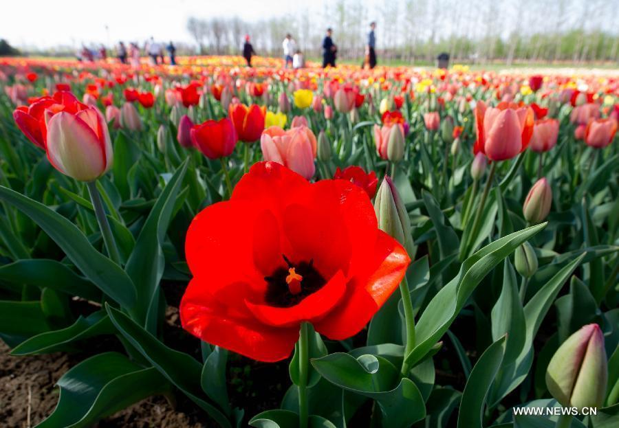 Tulip blossom at the Beijing International Flower Port in Beijing, capital of China, April 29, 2013. A tulip cultural gala was held here, presenting over 4 million tulips from more than 100 species. (Xinhua/Luo Xiaoguang) 