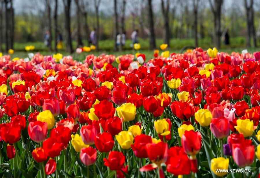 Tulip blossom at the Beijing International Flower Port in Beijing, capital of China, April 29, 2013. A tulip cultural gala was held here, presenting over 4 million tulips from more than 100 species. (Xinhua/Luo Xiaoguang) 