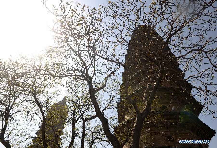 Twin pagodas are pictured at the Yongzuo Temple in Taiyuan, capital of north China's Shanxi Province, April 24, 2013. The well preserved pagodas, namely Wenfeng Pagoda and Xuanwen Pagoda, have a history of 400 years. With the height exceeding 54 meters, the pagodas overlook the city's existing ancient architectures and have been dubbed as the cultural landmark of Taiyuan. (Xinhua/Yan Yan)