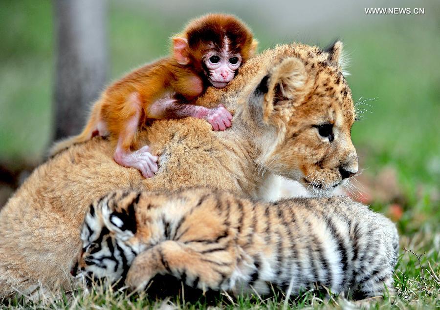 A triplet of baby monkey, tiger and lion cuddle at the "animial kindergarten" of a zoo in Shenyang, capital of northeast China's Liaoning Province, May 1, 2013. (Xinhua/Zhang Wenkui)
