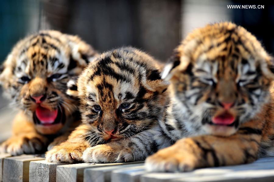 A triplet of tiger cubs cuddle at a zoo in Shenyang, capital of northeast China's Liaoning Province, May 1, 2013. The one-month-old triplets met with public on Wednesday for the first time since their birth. (Xinhua/Zhang Wenkui)