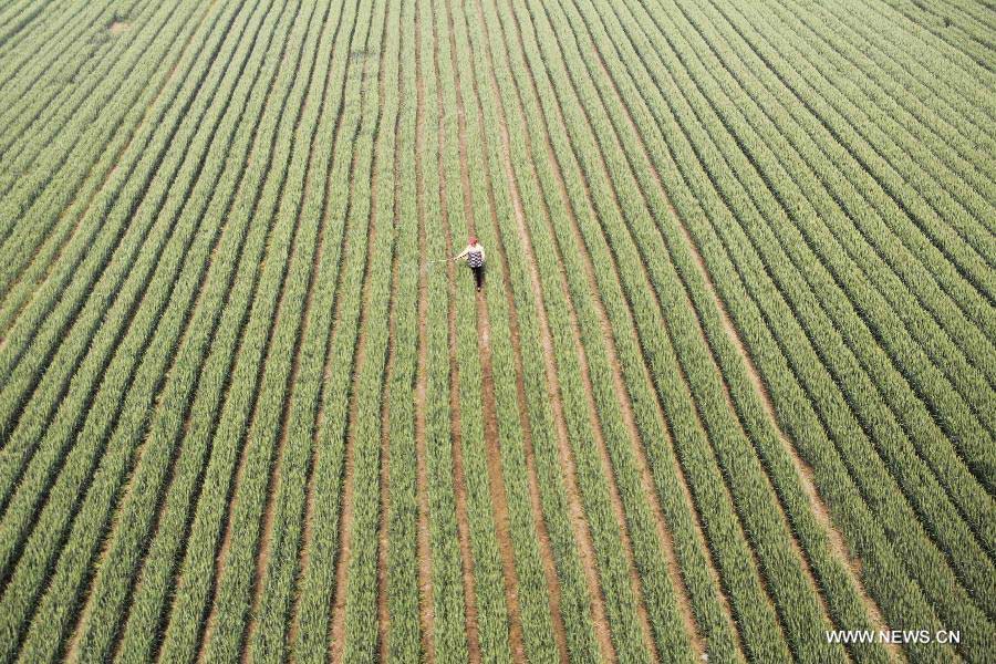 A farmer sprays pesticide in the wheat field in Chengguan Township of Neihuang County in Anyang City, central China's Henan Province, May 3, 2013. Farmers here are busy with taking care of the crop to ensure the summer wheat harvest. (Xinhua/Liu Xiaokun)