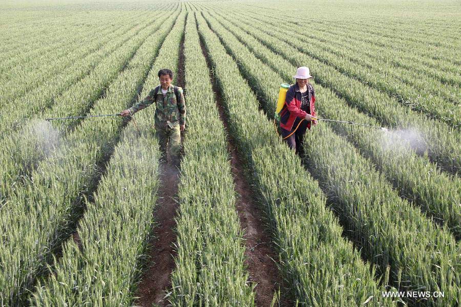 Farmers spray pesticide in the wheat field in Chengguan Township of Neihuang County in Anyang City, central China's Henan Province, May 3, 2013. Farmers here are busy with taking care of the crop to ensure the summer wheat harvest. (Xinhua/Liu Xiaokun)