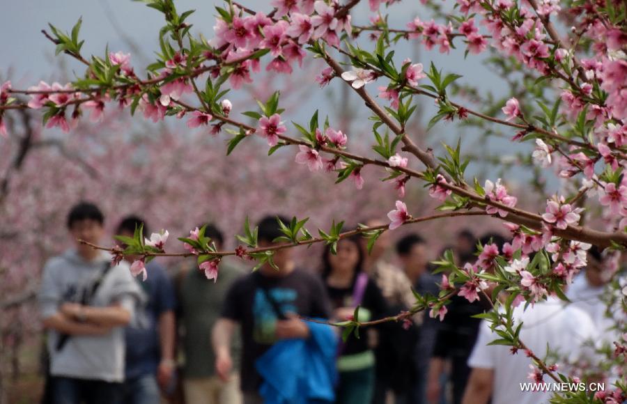 Tourists enjoy blooming peach blossoms in Pinggu Dictrict, on the outskirt of Beijing, capital of China, May 3, 2013. Pinggu is one of the biggest fruit producing areas of the capital and specializes in growing peaches of over 40 varieties. (Xinhua/Li Xin)