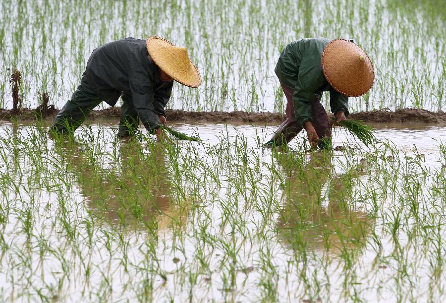 Farmers transplant rice seedlings in the field in Dahu Village of Guzhai Mulam Township in Liucheng County, southwest China's Guangxi Zhuang Autonomous Region, May 3, 2013. As the summer approaches, farmers here are busy with planting crops. (Xinhua/Deng Keyi)