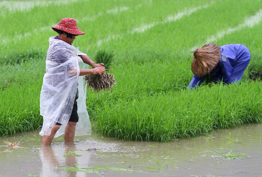 Farmers transplant rice seedlings in the field in Dahu Village of Guzhai Mulam Township in Liucheng County, southwest China's Guangxi Zhuang Autonomous Region, May 3, 2013. As the summer approaches, farmers here are busy with planting crops. (Xinhua/Deng Keyi)