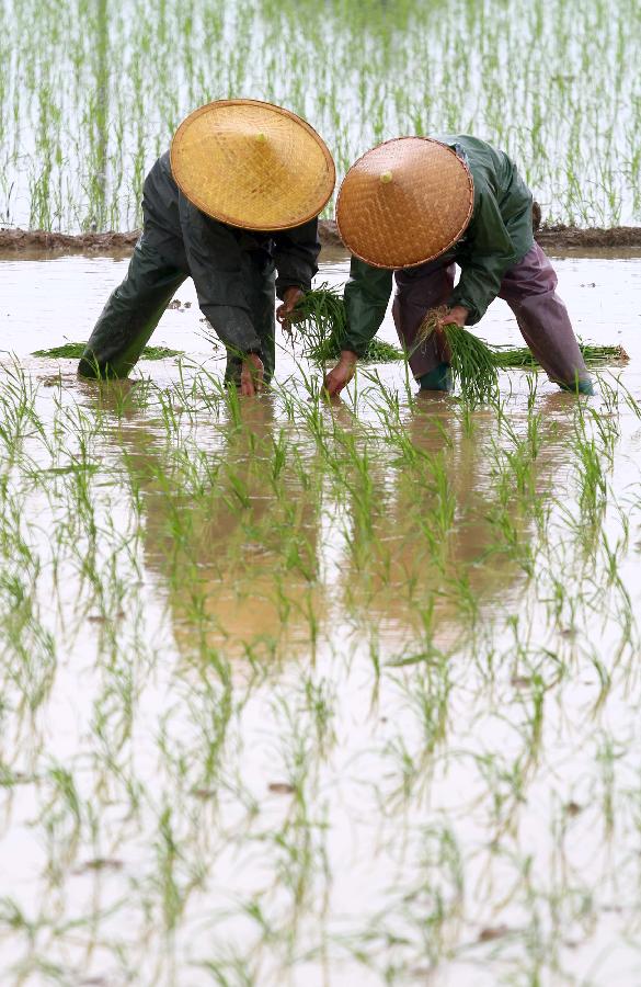 Farmers transplant rice seedlings in the field in Dahu Village of Guzhai Mulam Township in Liucheng County, southwest China's Guangxi Zhuang Autonomous Region, May 3, 2013. As the summer approaches, farmers here are busy with planting crops. (Xinhua/Deng Keyi)