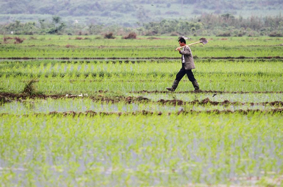 A farmer carrying a shovel walks among the fields in Dahu Village of Guzhai Mulam Township in Liucheng County, southwest China's Guangxi Zhuang Autonomous Region, May 3, 2013. As the summer approaches, farmers here are busy with planting crops. (Xinhua/Deng Keyi)