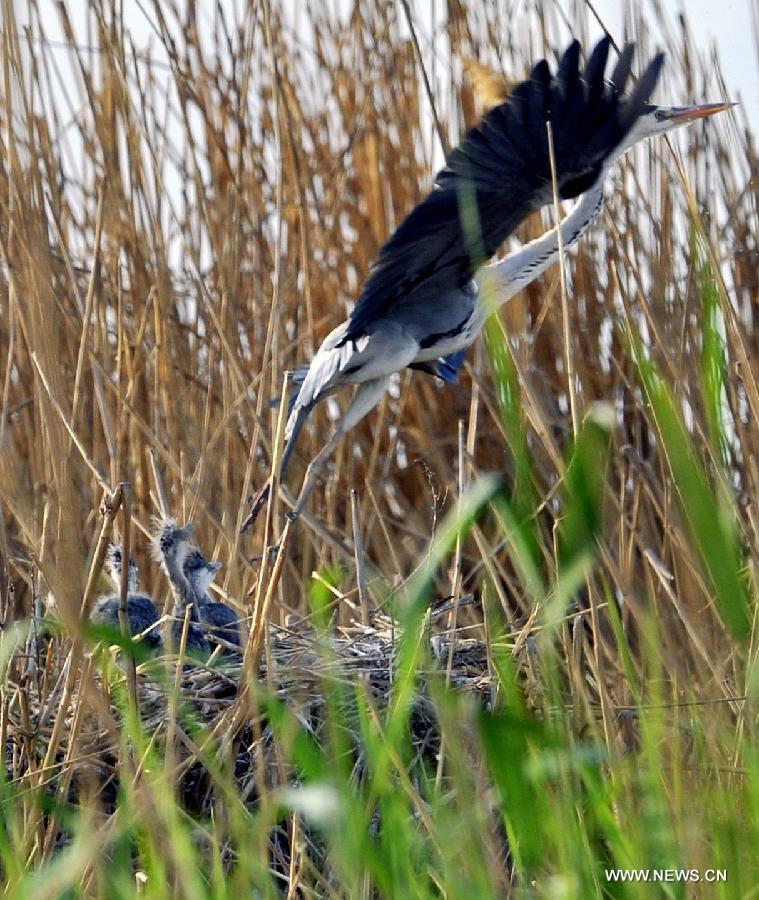 An egret flies from a nest in the Shahu Lake scenic area of northwest China's Ningxia Hui Autonomous Region, May 4, 2013. A large number of migratory birds fly to the Shahu Lake area in Ningxia every year for resting and feeding nestlings.(Xinhua/Liu Quanlong) 