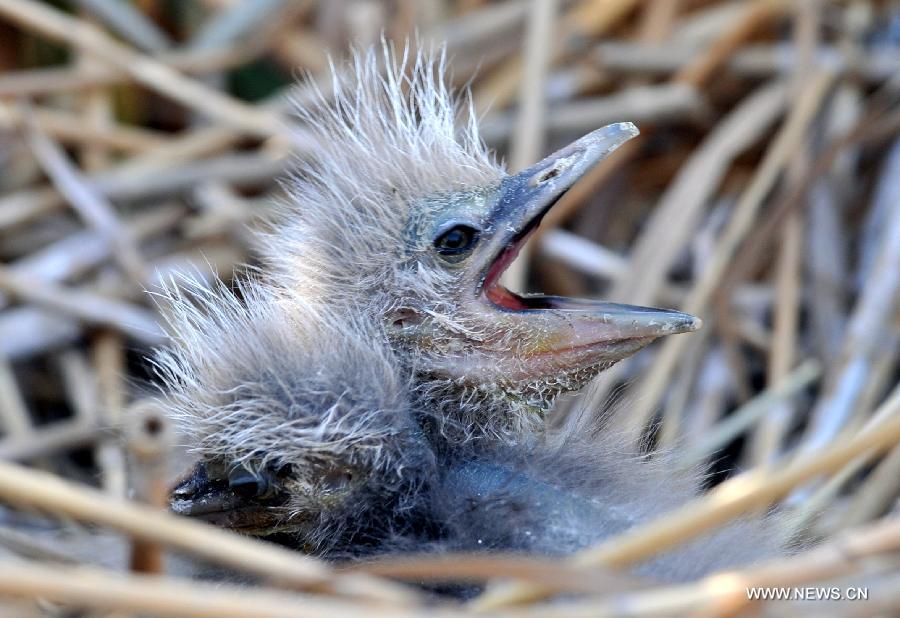 A nestling waits to be fed in the Shahu Lake scenic area of northwest China's Ningxia Hui Autonomous Region, May 4, 2013. A large number of migratory birds fly to the Shahu Lake area in Ningxia every year for resting and feeding nestlings.(Xinhua/Liu Quanlong) 