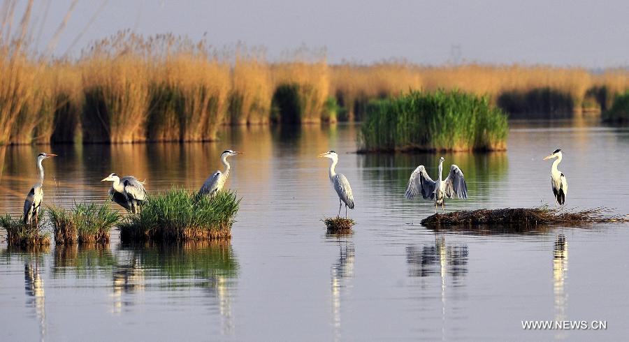Egrets rest on the wet land in the Shahu Lake scenic area in northwest China's Ningxia Hui Autonomous Region, May 3, 2013. A large number of migratory birds fly to the Shahu Lake area in Ningxia every year for resting and feeding nestlings.(Xinhua/Liu Quanlong) 