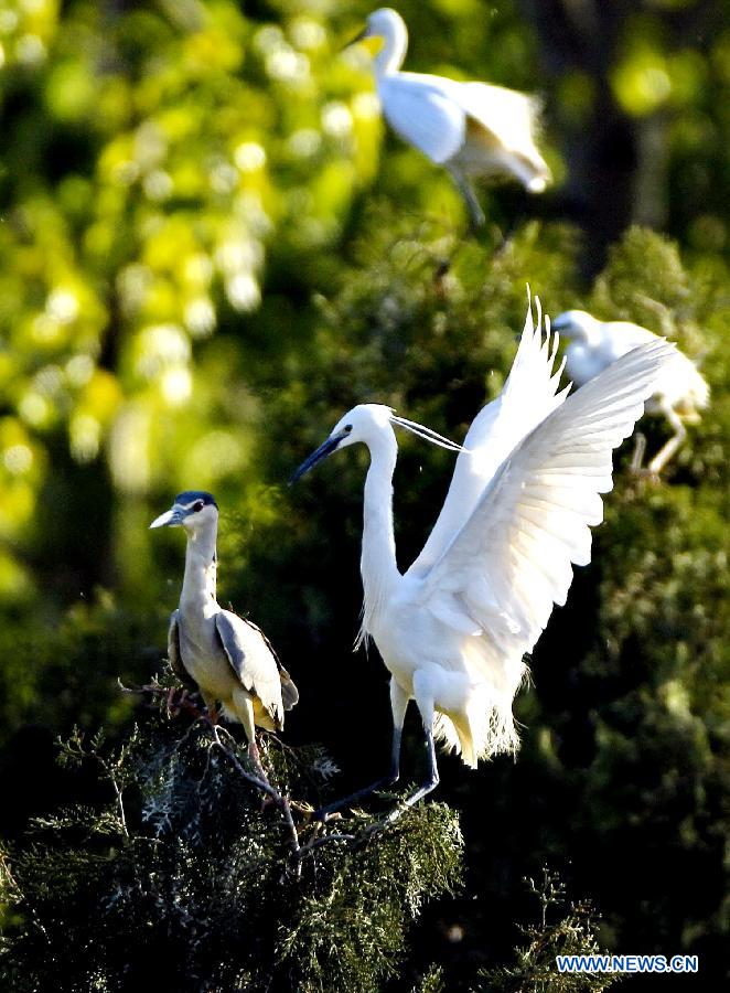 White egrets are seen at the Tianmahu scenic resort in Qinhuangdao City of north China's Hebei Province, May 5, 2013. (Xinhua/Yang Shiyao)