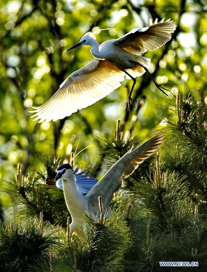 White egrets are seen at the Tianmahu scenic resort in Qinhuangdao City of north China's Hebei Province, May 5, 2013. (Xinhua/Yang Shiyao)