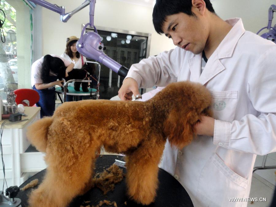 A dog recieves a hair trim at a pet beauty salon in Suzhou, east China's Jiangsu Province, May 5, 2013. Sunday is the beginning of the 7th solar term in Chinese lunar calendar, which indicates the coming of summer. Many people in Suzhou have their pets trimmed to spend the heat summer. (Xinhua/Wang Jiankang) 