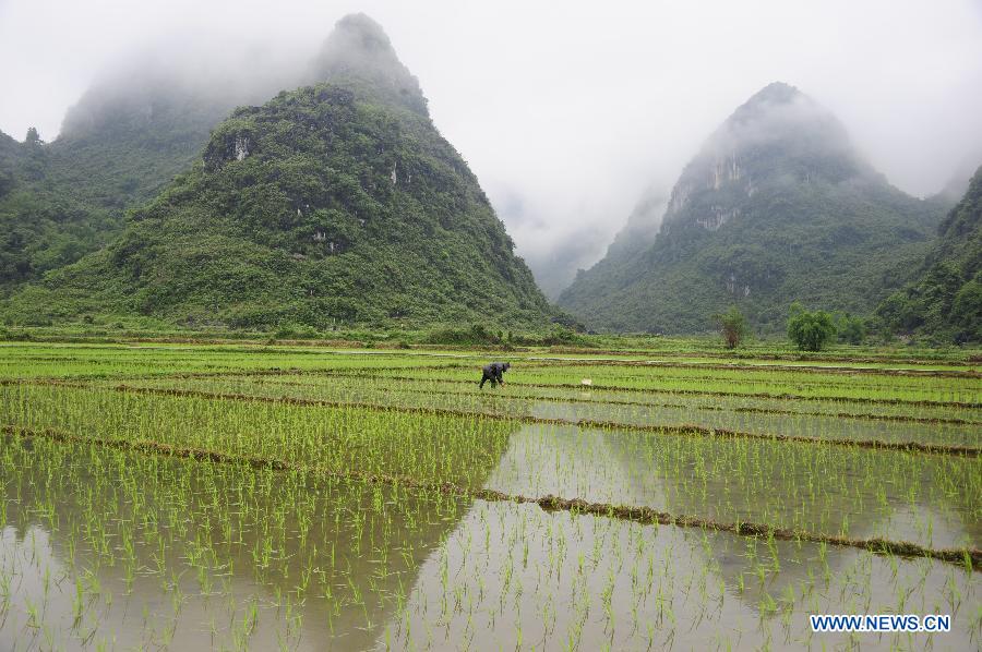 A farmer transplants rice seedings at Yong'an Village of Dongmen Town in Hechi City, south China's Guangxi Zhuang Autonomous Region, May 5, 2013. Sunday is the beginning of the 7th solar term in Chinese lunar calendar, which indicates the coming of summer. (Xinhua/Wu Yaorong)