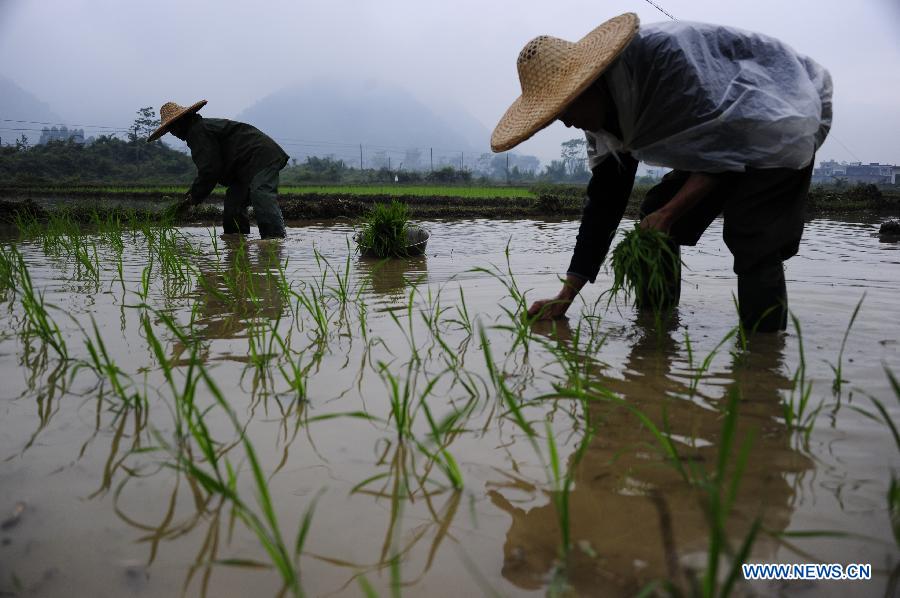 Farmers transplant rice seedings at Yong'an Village of Dongmen Town in Hechi City, south China's Guangxi Zhuang Autonomous Region, May 5, 2013. Sunday is the beginning of the 7th solar term in Chinese lunar calendar, which indicates the coming of summer. (Xinhua/Wu Yaorong)