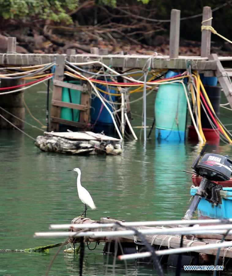 Photo taken on May 5, 2013 shows an egret on a fishing raft in Ma Wan, an island in south China's Hong Kong. Ma Wan, which got the name from Mazu, the goddess of sailors, used to be a fishing village. Now the Ma Wan Park and Noah's Ark Museum here attract many tourists. (Xinhua/Li Peng)