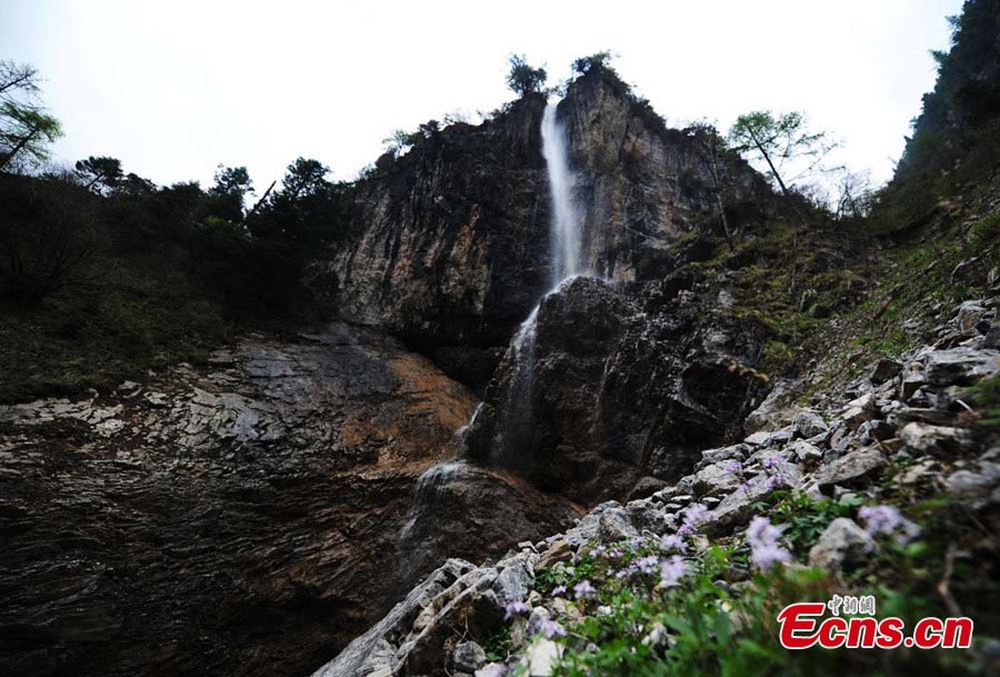 Photo taken in early May shows the magnificent waterfall in Guanegou Scenic Area (or Goose Ditch National Forest Part) in Dangchang County, Northwest China's Gansu Province. The scenic area is a natural oxygen bar with beautiful flowers, winding paths, and large areas of virgin forests. (CNS/Yang Yanmin)