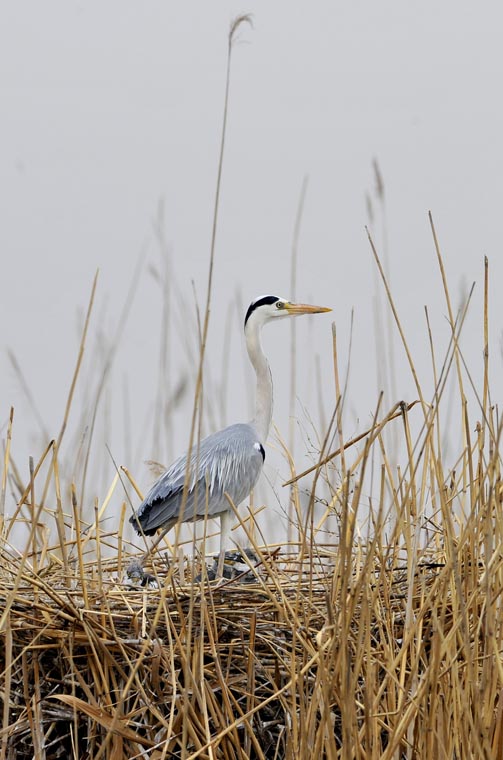 An egret stands by its baby birds on the wet land in the Shahu Lake scenic area in northwest China's Ningxia Hui autonomous region, April 28, 2013. A large number of migratory birds fly to the Shahu Lake area in Ningxia every year for rest and feeding nestlings. (Xinhua/Liu Quanlong)