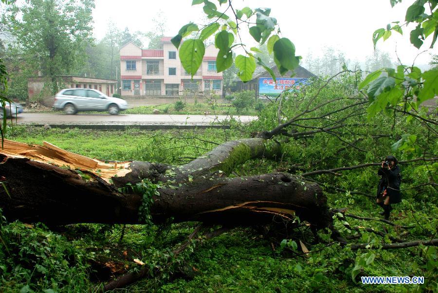 A tree is uprooted by storms at Dashuigou Village of Fuquan City, southwest China's Guizhou Province, May 7, 2013. The central, south central and southeast parts of Guizhou were hit by hails and storms from Monday to Tuesday, disturbing local traffic and power service and causing damage to agricultural production. (Xinhua/Wu Rubo) 