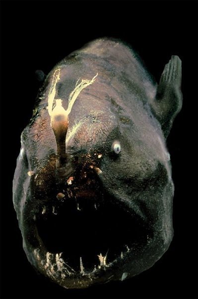 Anglerfish (Source: cqnews.net)