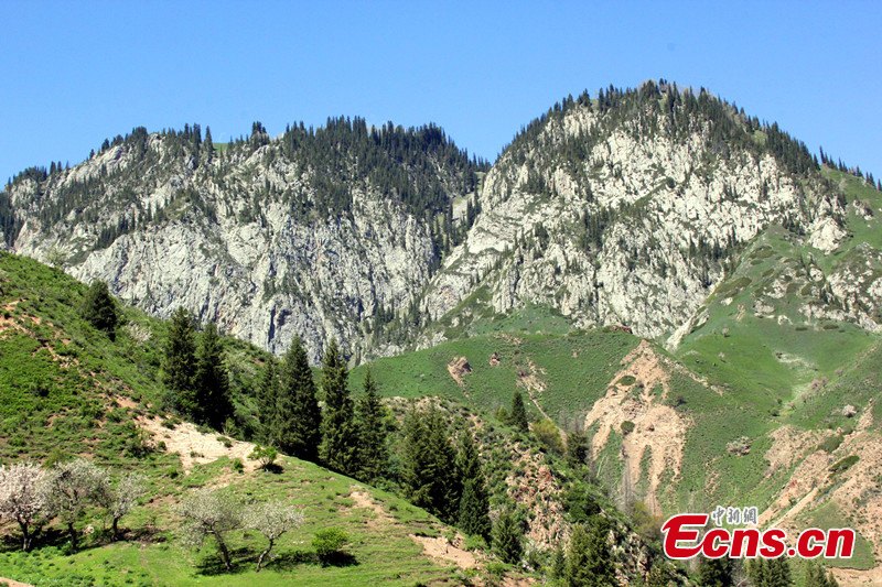 Photo taken in early May shows the beautiful landscapes of the Guozigou, or Fruits Valley, in Yining and Huocheng County (the hometown of lavender), Ili Kazakh Autonomous Prefecture, Northwest China's Xinjiang Uyghur Autonomous Region. (CNS/Wang Tiesuo)