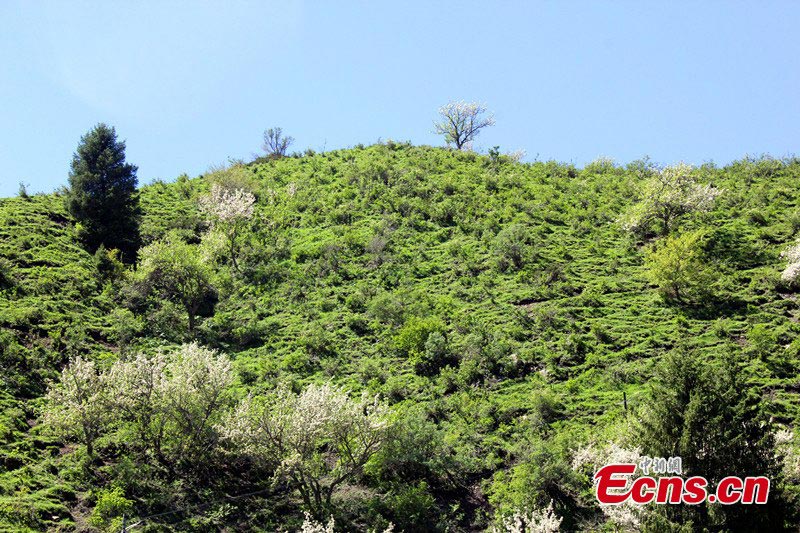 Photo taken in early May shows the beautiful landscapes of the Guozigou, or Fruits Valley, in Yining and Huocheng County (the hometown of lavender), Ili Kazakh Autonomous Prefecture, Northwest China's Xinjiang Uyghur Autonomous Region. (CNS/Wang Tiesuo)