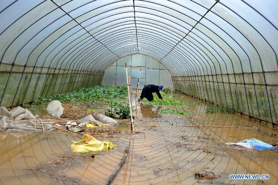 A villager collects vegetables in a flooded greenhouse in Mazhai Village of Danzhai County, southwest China's Guizhou Province, May 8, 2013. Six counties in the Qiandongnan Miao-Dong Autonomous Prefecture in southeast Guizhou were hit by hails and storms from Tuesday to Wednesday. About 12,000 local residents have been affected. (Xinhua/Chen Peiliang)