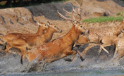 Milu deers seen in Dafeng nature reserve