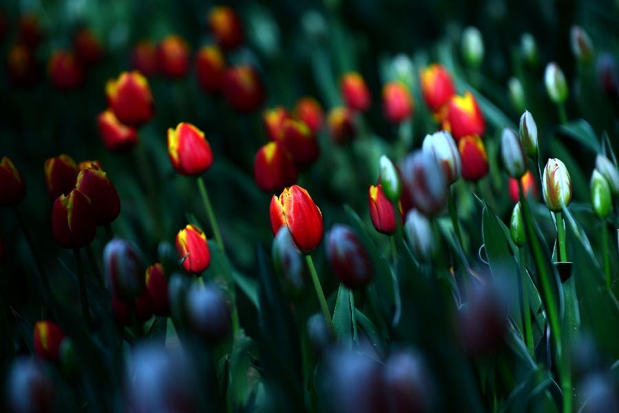 Photo taken on May 9, 2013 shows tulips ready to blossom in Xining, capital of northwest China's Qinghai Province. (Xinhua/Wang Bo) 