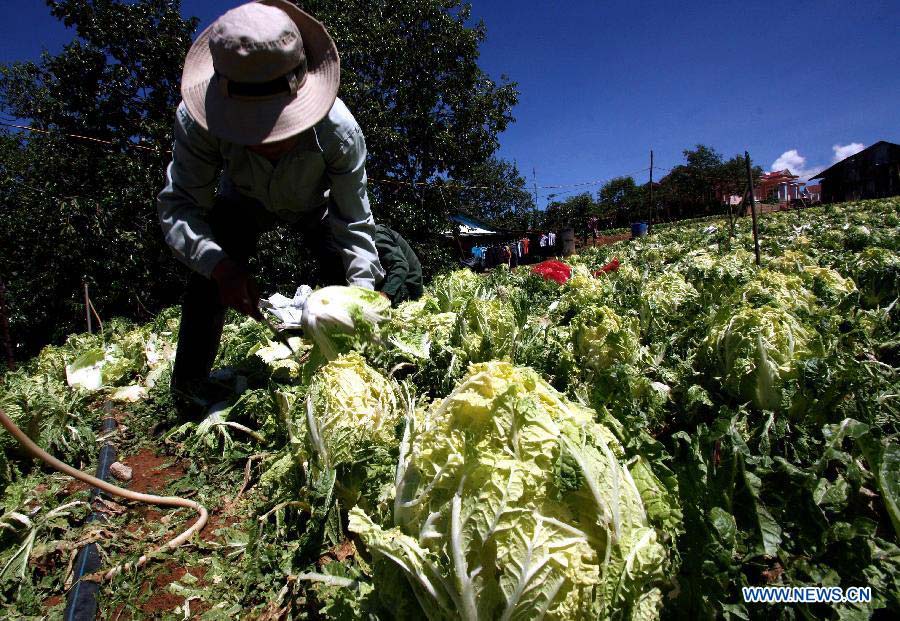 A local resident harvests vegetable destroyed by a hailstorm in Da Lat City, Lam Dong Province, central Vietnam, May 9, 2013. Hailstorm and whirlwinds hitting northern and central Vietnam in the last two days caused severe property damages. (Xinhua/VNA)