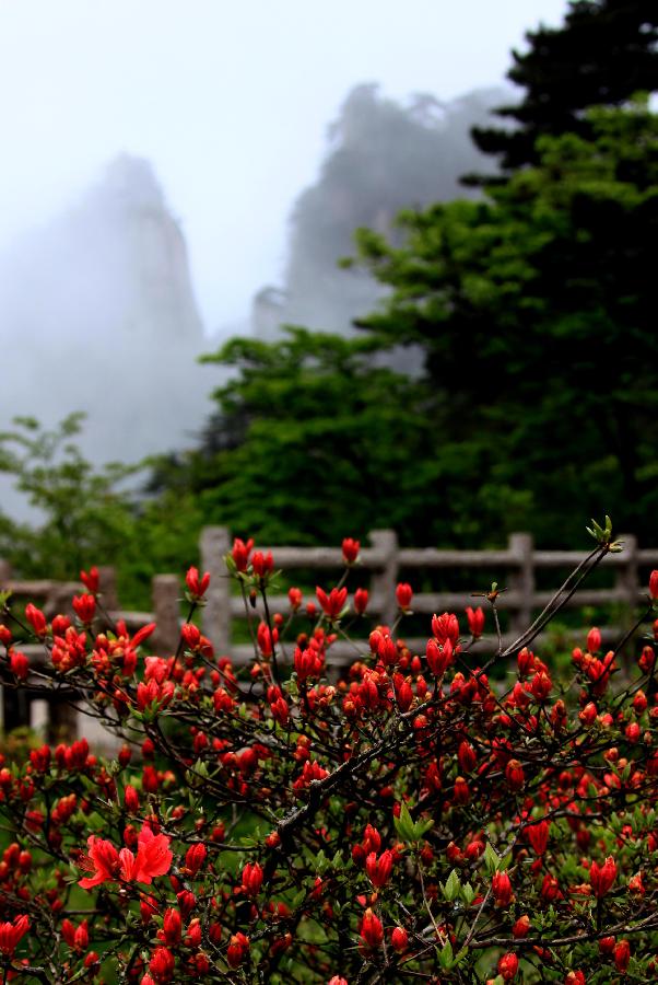 Photo taken on May 7, 2013 shows the azaleas blossom at the Mount Huangshan scenic spot in Huangshan City, east China's Anhui Province. (Xinhua/Shi Guangde)