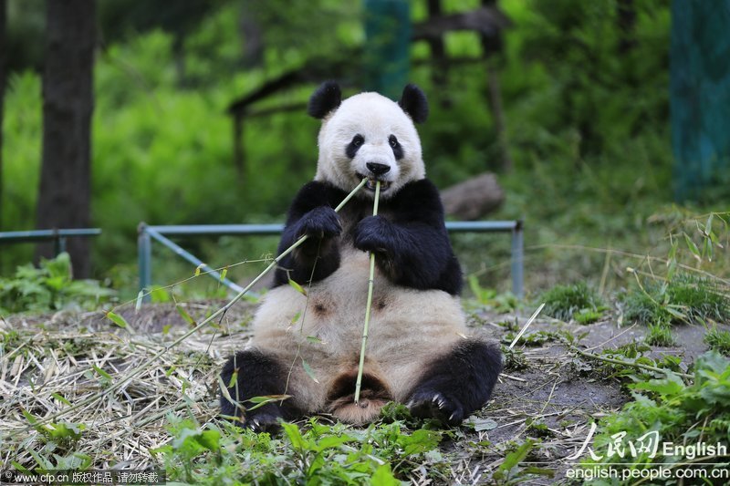 A panda eats bamboos in the Wolong Panda Reserve in Sichuan on April 29, 2013. (Photo/CFP)