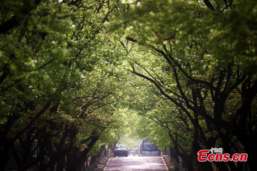 Photo taken on May 10, 2013 show the beautiful scenery of the Badaguan Scenic Spot in Qingdao, East China's Shandong Province. (CNS/Xu Chongde)