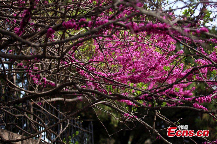 Photo taken on May 10, 2013 show the beautiful scenery of the Badaguan Scenic Spot in Qingdao, East China's Shandong Province. (CNS/Xu Chongde)