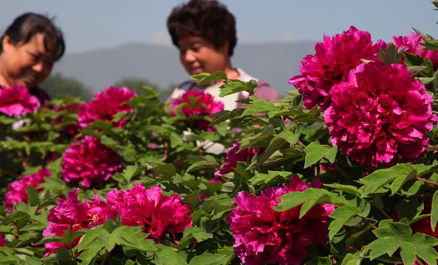 Visitors enjoy flowers at a peony park in Qiaozi Township of Huairou District in Beijing, capital of China, May 10, 2013. The park was opened to the public on Friday, attracting visitors with its more than 160 kinds of peony flowers. (Xinhua/Bu Xiangdong)