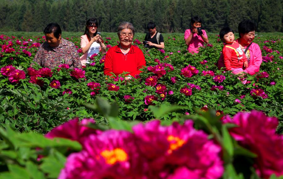 Visitors enjoy flowers at a peony park in Qiaozi Township of Huairou District in Beijing, capital of China, May 10, 2013. The park was opened to the public on Friday, attracting visitors with its more than 160 kinds of peony flowers. (Xinhua/Bu Xiangdong)