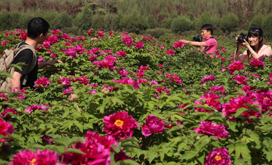 Visitors enjoy flowers at a peony park in Qiaozi Township of Huairou District in Beijing, capital of China, May 10, 2013. The park was opened to the public on Friday, attracting visitors with its more than 160 kinds of peony flowers. (Xinhua/Bu Xiangdong)