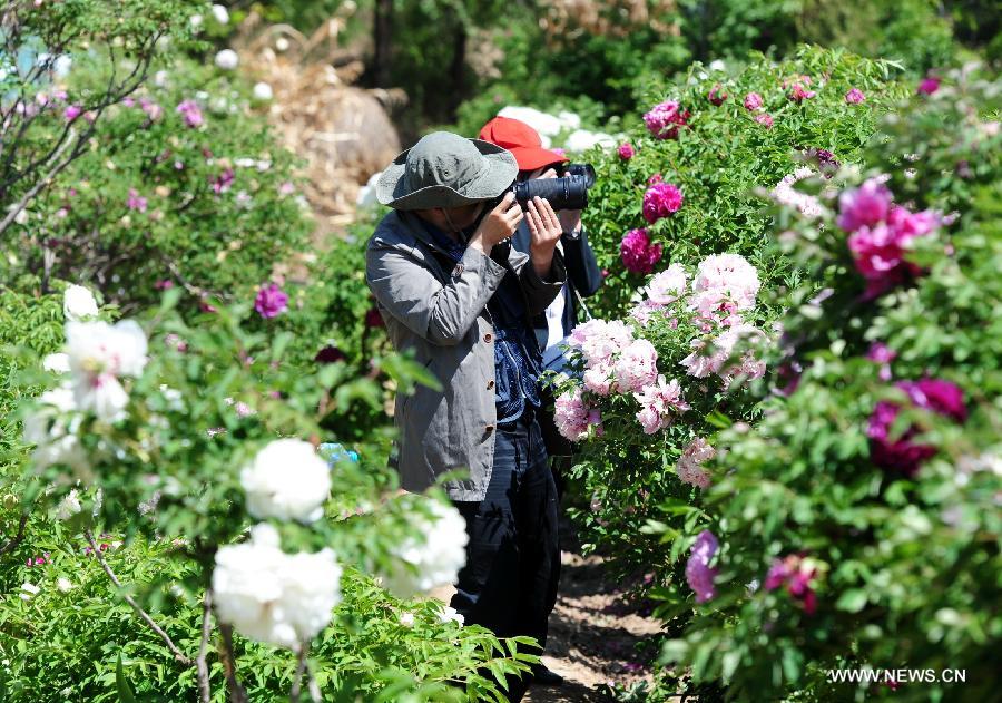Visitors take photo of peony flowers in Caojiaping Village of Lintao County, northwest China's Gansu Province, May 11, 2013. The blooming peony flowers attracted lots of tourists to visit. (Xinhua/Nie Jianjiang) 