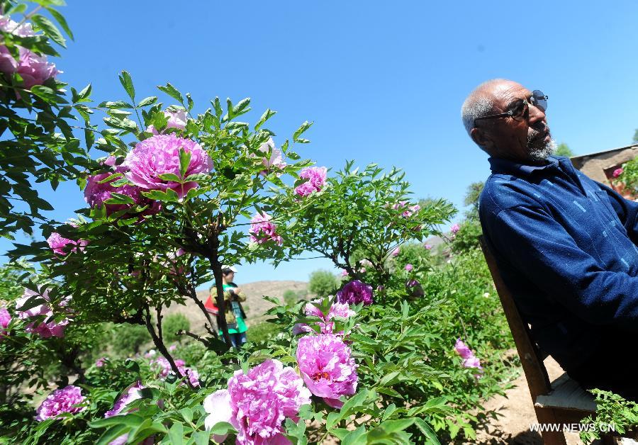 A villager takes a rest among peony flowers in Caojiaping Village of Lintao County, northwest China's Gansu Province, May 11, 2013. The blooming peony flowers attracted lots of tourists to visit. (Xinhua/Nie Jianjiang) 