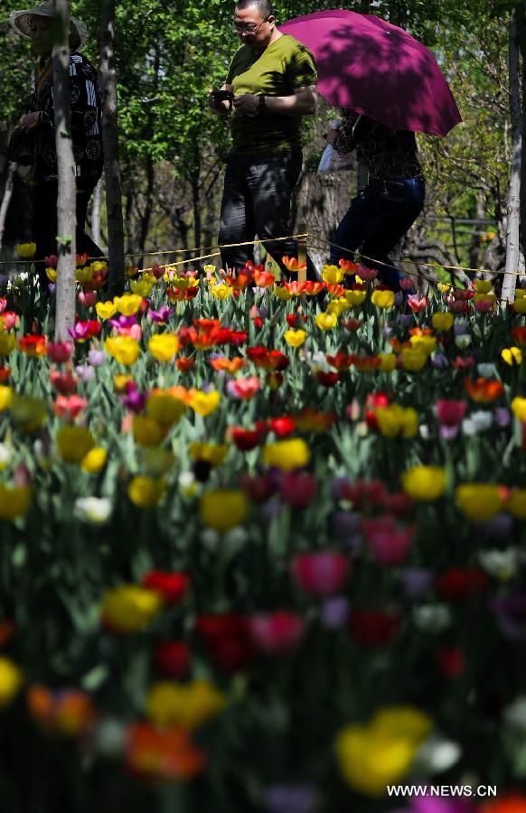 Citizens view tulips at the Changchun Park in Changchun, capital of northeast China's Jilin Province, May 13, 2013. The blossoming tulips in the park have attract thousands of visitors. (Xinhua/Xu Chang) 