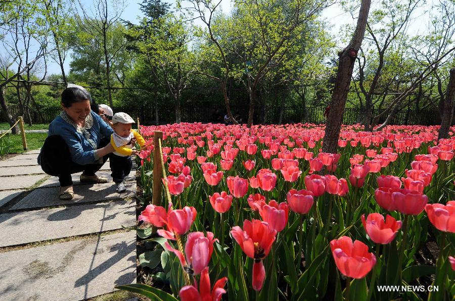Citizens view tulips at the Changchun Park in Changchun, capital of northeast China's Jilin Province, May 13, 2013. The blossoming tulips in the park have attract thousands of visitors. (Xinhua/Xu Chang)