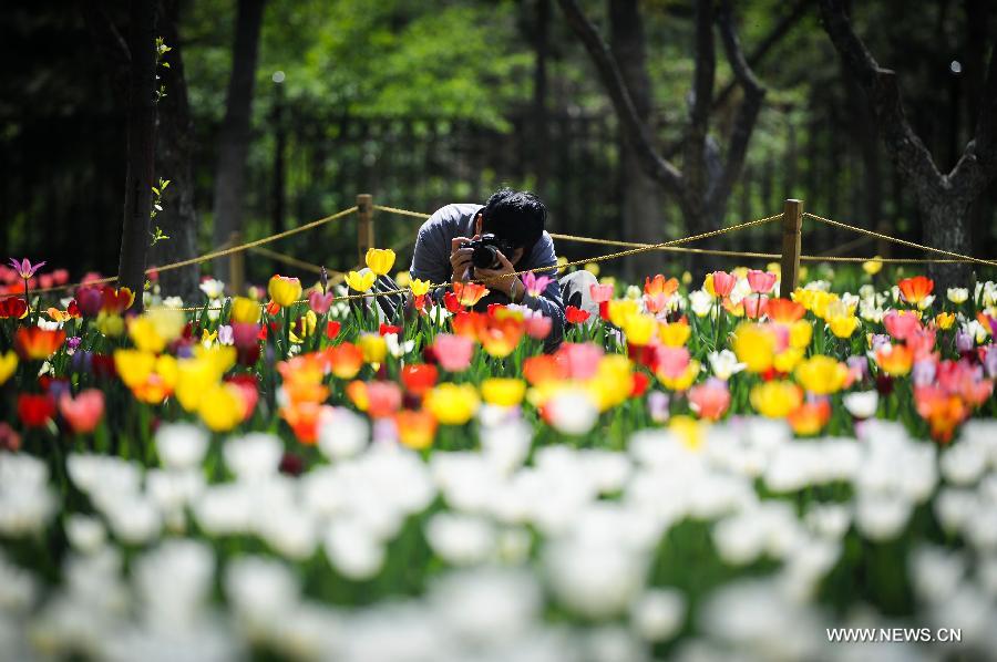 A citizen takes photos of tulips at the Changchun Park in Changchun, capital of northeast China's Jilin Province, May 13, 2013. The blossoming tulips in the park have attract thousands of visitors. (Xinhua/Xu Chang)  