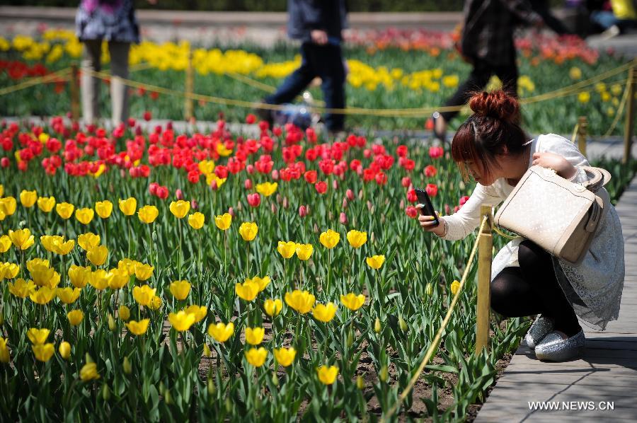 A citizen takes photos of tulips at the Changchun Park in Changchun, capital of northeast China's Jilin Province, May 13, 2013. The blossoming tulips in the park have attract thousands of visitors. (Xinhua/Xu Chang)