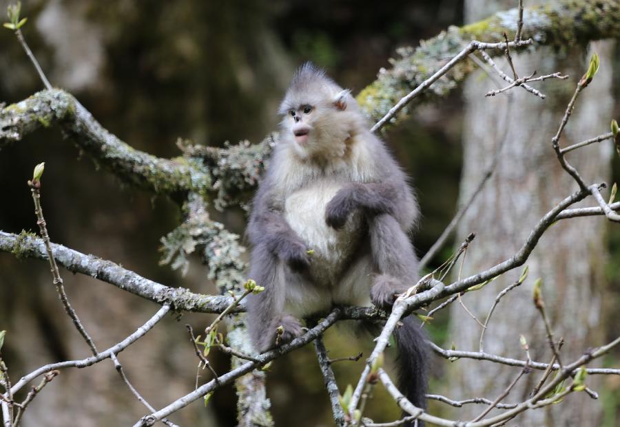 A Yunnan snub-nosed monkey is pictured in the Baima Snow Mountain Nature Reserve, Diqing Tibetan Autonomous Prefecture of southwest China's Yunnan Province, May 14, 2013. With the steady improvement of local ecological environment, the population of the Yunnan snub-nosed monkeys have reached over 1,000. The monkey, on the country's top protection list, is one of the three types of endangered snub-nosed monkeys which make their home in southwest China - Sichuan, Yunnan and Guizhou. The Yunnan monkey currently has a population of about 2,000, mainly in Diqing and part of neighboring Tibet Autonomous Region. (Xinhua/Liang Zhiqiang) 