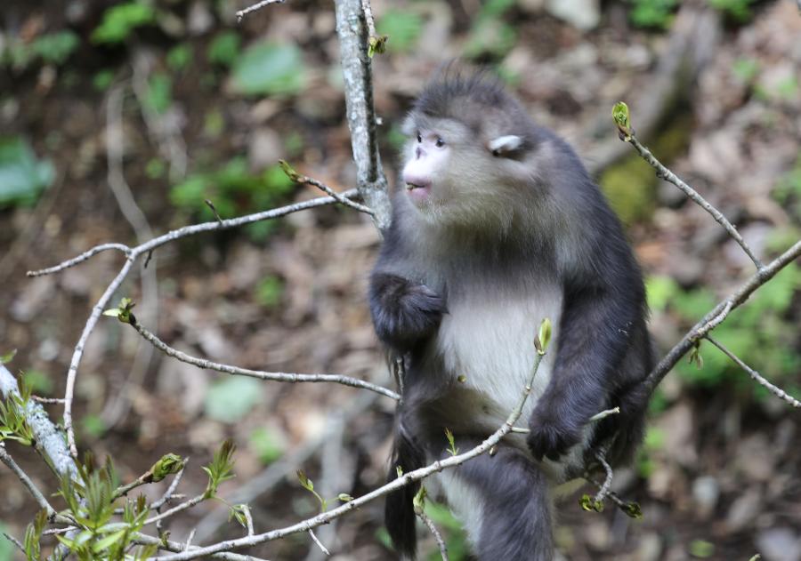 A Yunnan snub-nosed monkey is pictured in the Baima Snow Mountain Nature Reserve, Diqing Tibetan Autonomous Prefecture of southwest China's Yunnan Province, May 14, 2013. With the steady improvement of local ecological environment, the population of the Yunnan snub-nosed monkeys have reached over 1,000. The monkey, on the country's top protection list, is one of the three types of endangered snub-nosed monkeys which make their home in southwest China - Sichuan, Yunnan and Guizhou. The Yunnan monkey currently has a population of about 2,000, mainly in Diqing and part of neighboring Tibet Autonomous Region. (Xinhua/Liang Zhiqiang) 