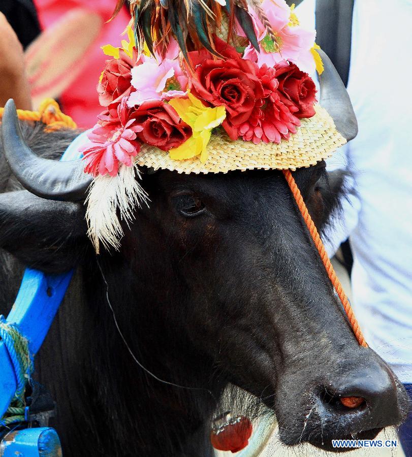 A water buffalo wears a decorated hat during the traditional Carabao Festival in Bulacan Province, the Philippines, May 14, 2013. A procession of more than 600 water buffalos, locally known as carabaos, with decorated carts paraded on street during the annual Carabao Festival. (Xinhua/Rouelle Umali)