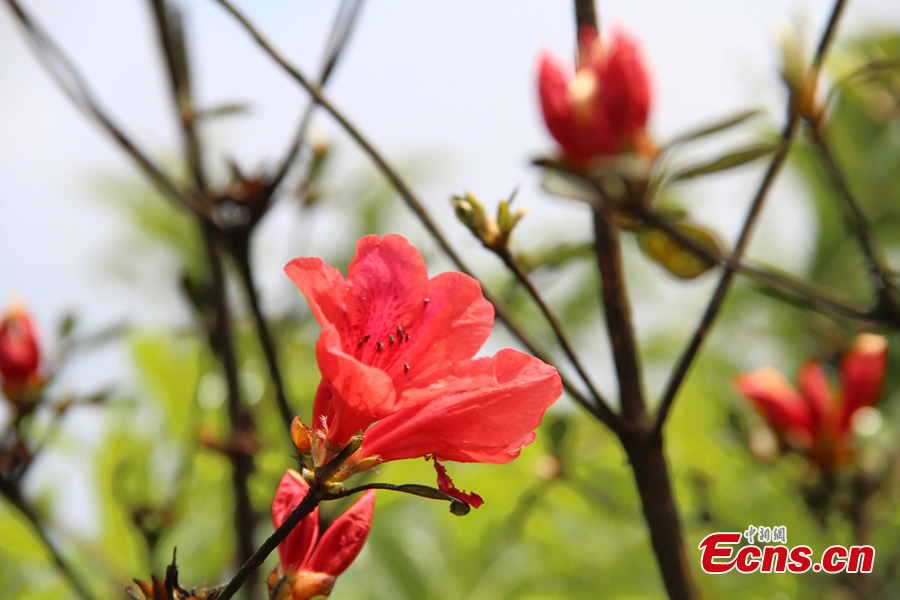 Azaleas make a mass of color in Mount Mangshan in Chenzhou, Central China's Hunan Province, May 13, 2013. The 6th Azalea Festival kicked off in the Mangshan National Forest Park on Monday. (CNS/Zhong Shan)