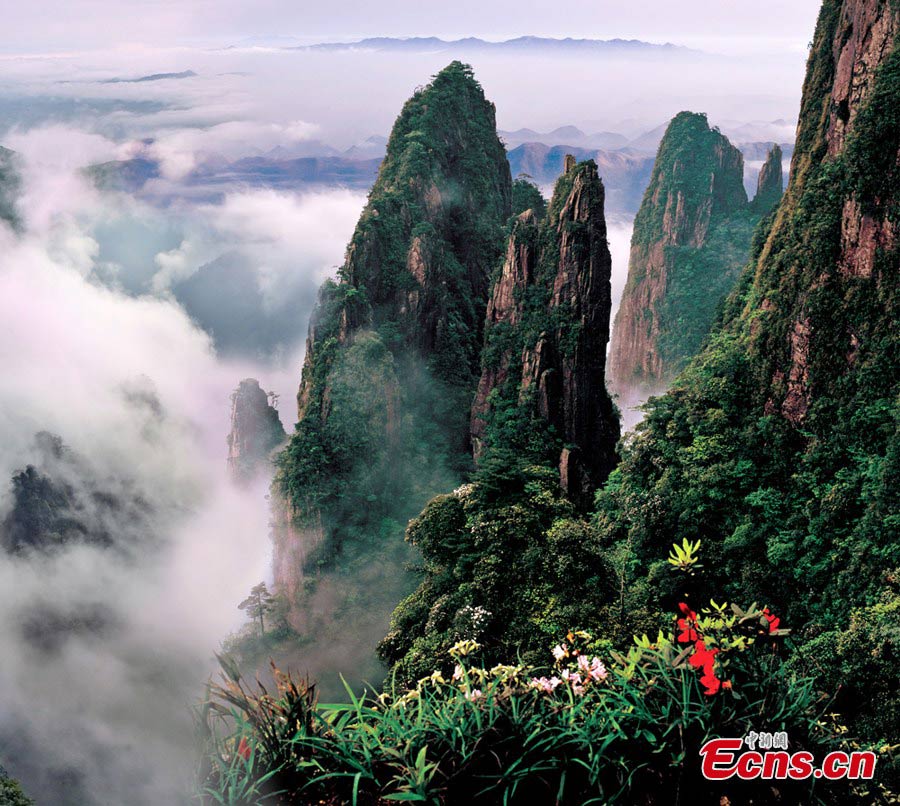 Azaleas make a mass of color in Mount Mangshan in Chenzhou, Central China's Hunan Province, May 13, 2013. The 6th Azalea Festival kicked off in the Mangshan National Forest Park on Monday. (CNS/Zhong Shan)